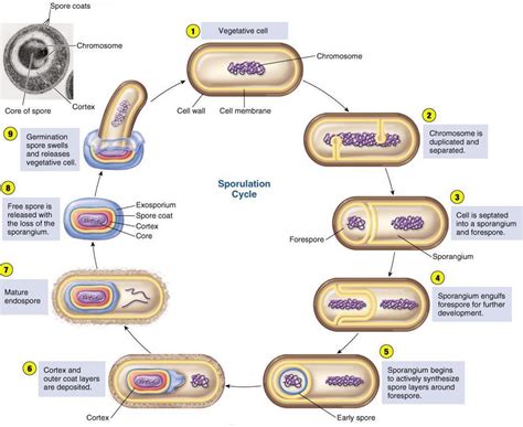 bacterial endospores are similar to human tumors
